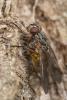 Phaonia sp.